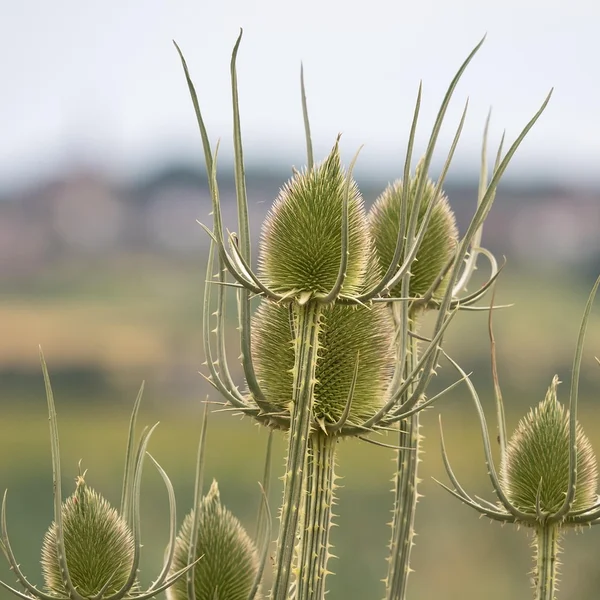 壹号娱乐21点游戏